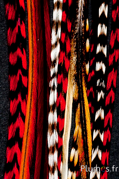 Coq grizzly mèche de 3 plumes - 20-30 cm - rouge